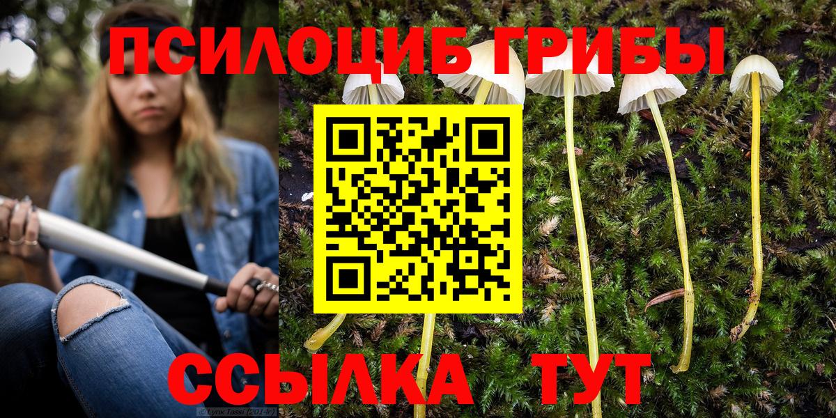 где купить наркоту  Вход с VPN  Галлюциногенные грибы мицелий  Северск  Псилоцибиновые грибы GOLDEN TEACHER 